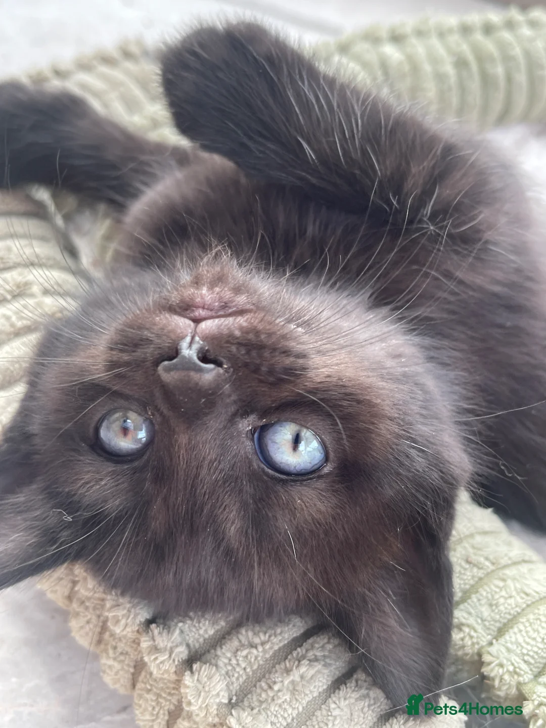 Mixed Breed cats for sale: Mixed british shorthair kittens - Advert 2