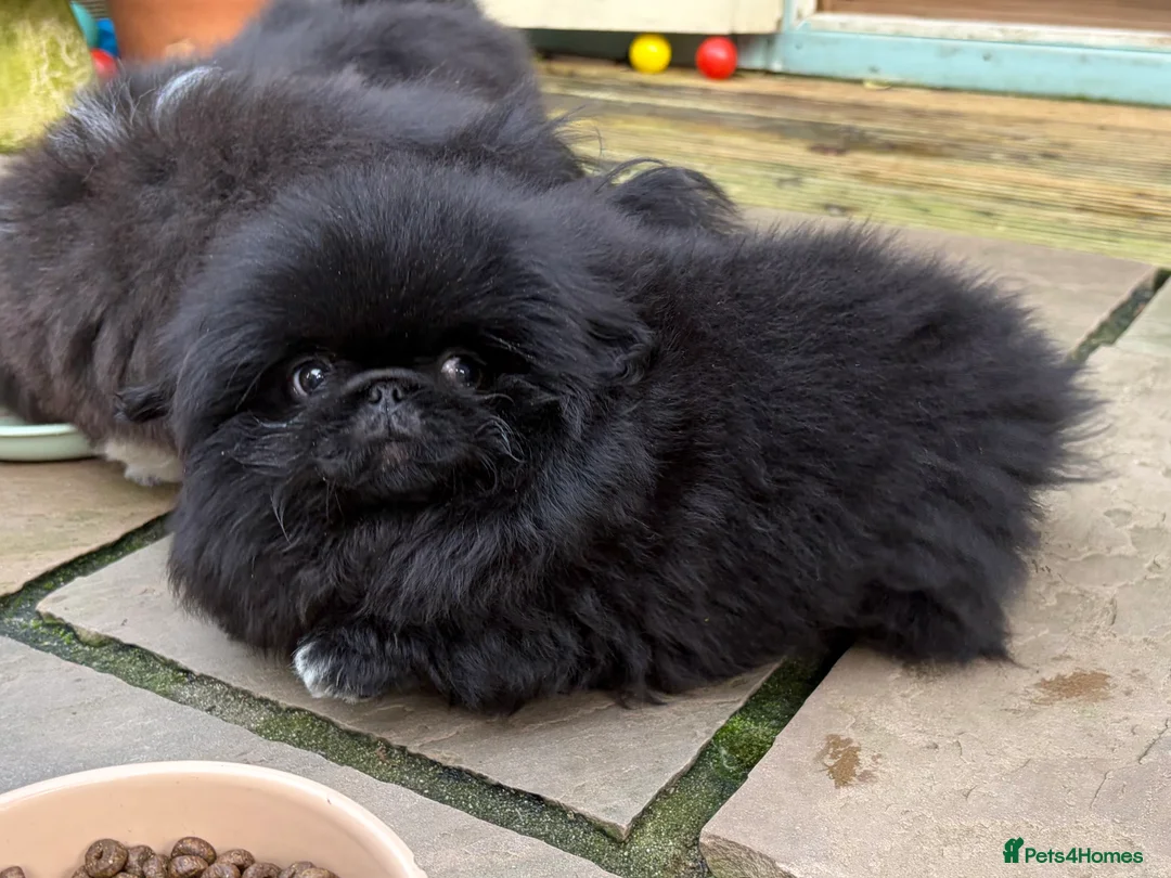 Pekingese dogs for sale: Biggiwigs Pekingese availability Last two boy pups - Advert 6
