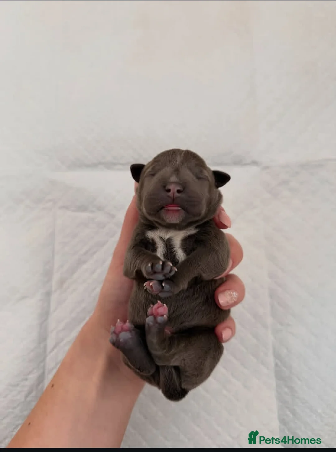 Staffordshire Bull Terrier dogs for sale: %Solid Pure Staffy Puppies Available  in Birmingham - Advert 7