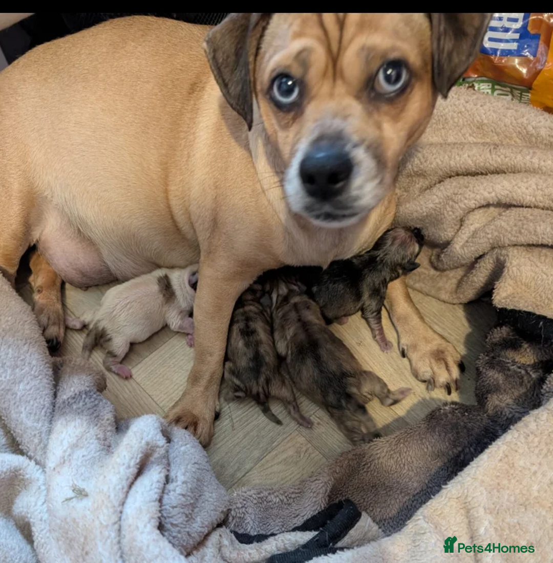 Jug dogs for sale: Irresistible Jug Puppies – Small Size, Big Hearts - Advert 1