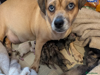 Jug dogs Irresistible Jug Puppies – Small Size, Big Hearts - Advert 2