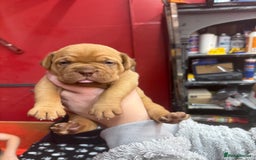 Dogue De Bordeaux dogs for sale: Dogue De Bordauex Puppies for sale - Image 4