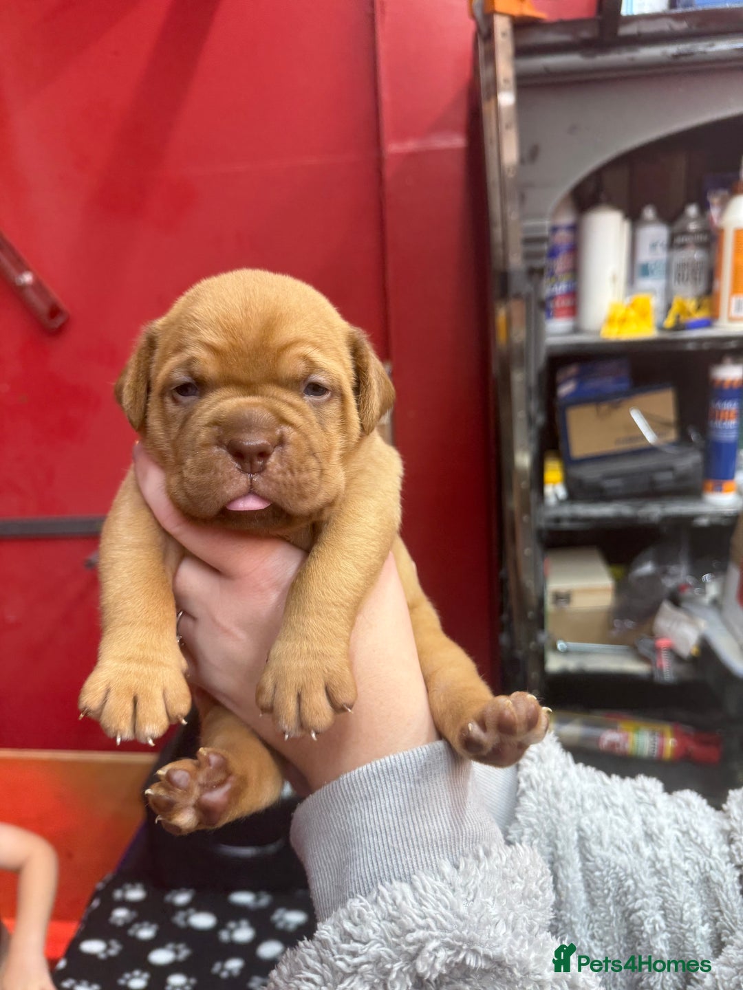 Dogue De Bordeaux dogs for sale: Dogue De Bordauex Puppies for sale - Image 4