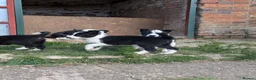 Border Collie dogs for sale: Border Collie Puppies for sale - Advert 12