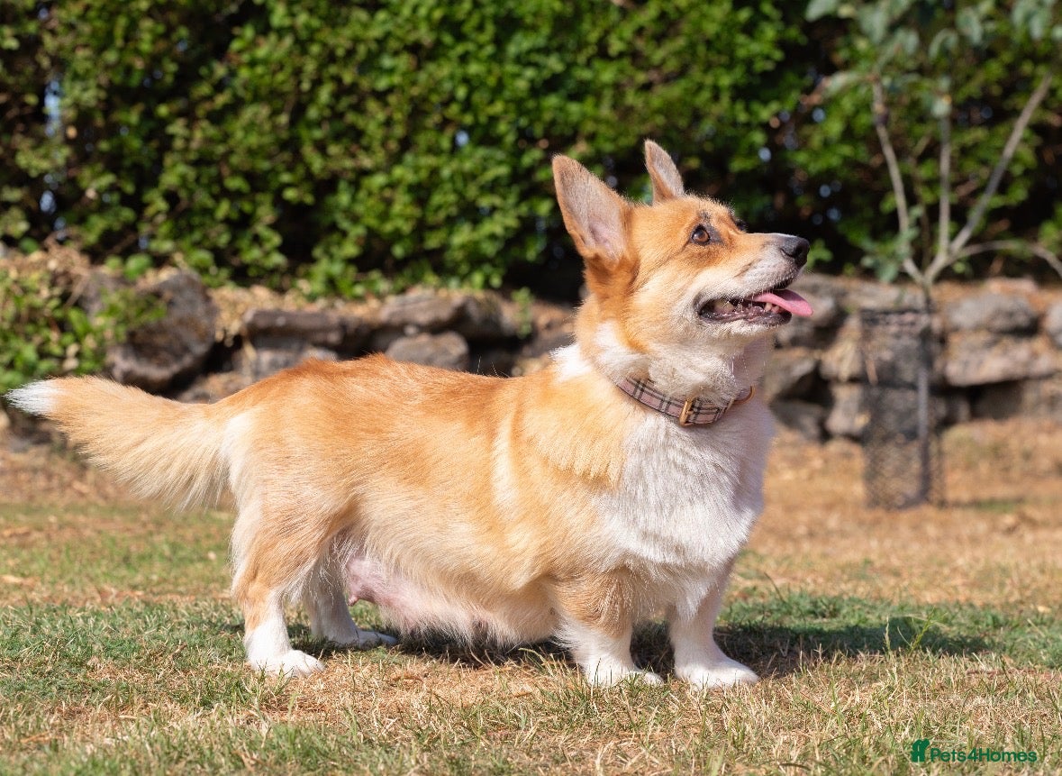 Welsh Corgi Pembroke dogs Beautiful Welsh Pembroke corgi female  - Advert 6