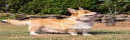 Welsh Corgi Pembroke dogs for sale: Beautiful Welsh Pembroke corgi female  - Advert 14