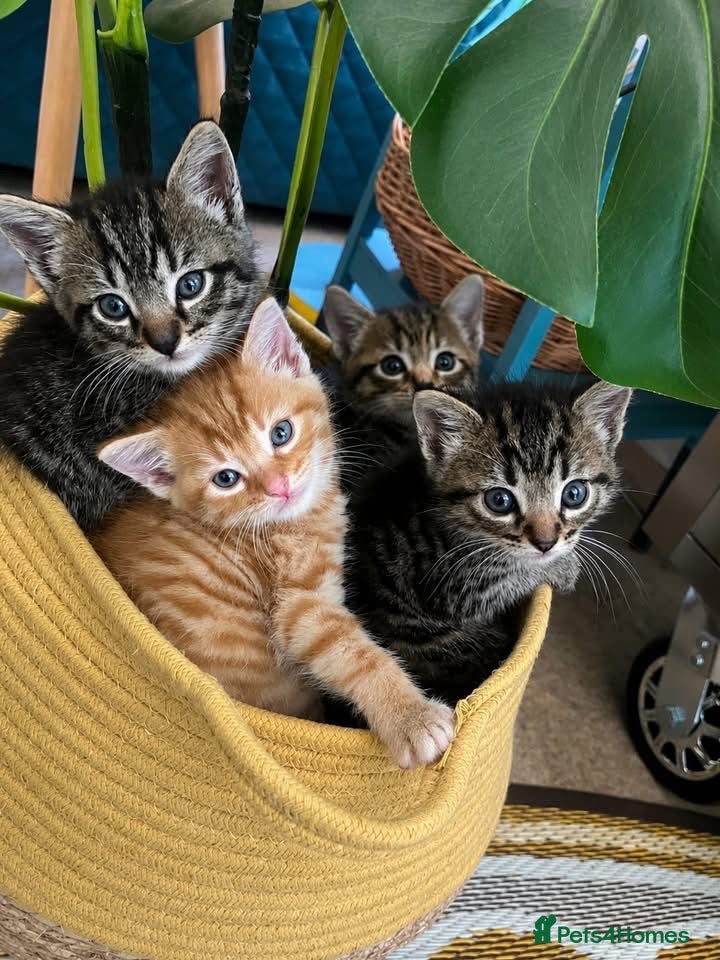 Mixed Breed cats Kittens -1  female & 1 male Tabby  - Advert 7