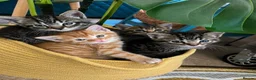 Mixed Breed cats for sale: Kittens -1  female & 1 male Tabby  in Tiverton - Advert 1