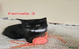 Mixed Breed cats for sale: Fluffy Female Kitten 10 weeks old  - Advert 6