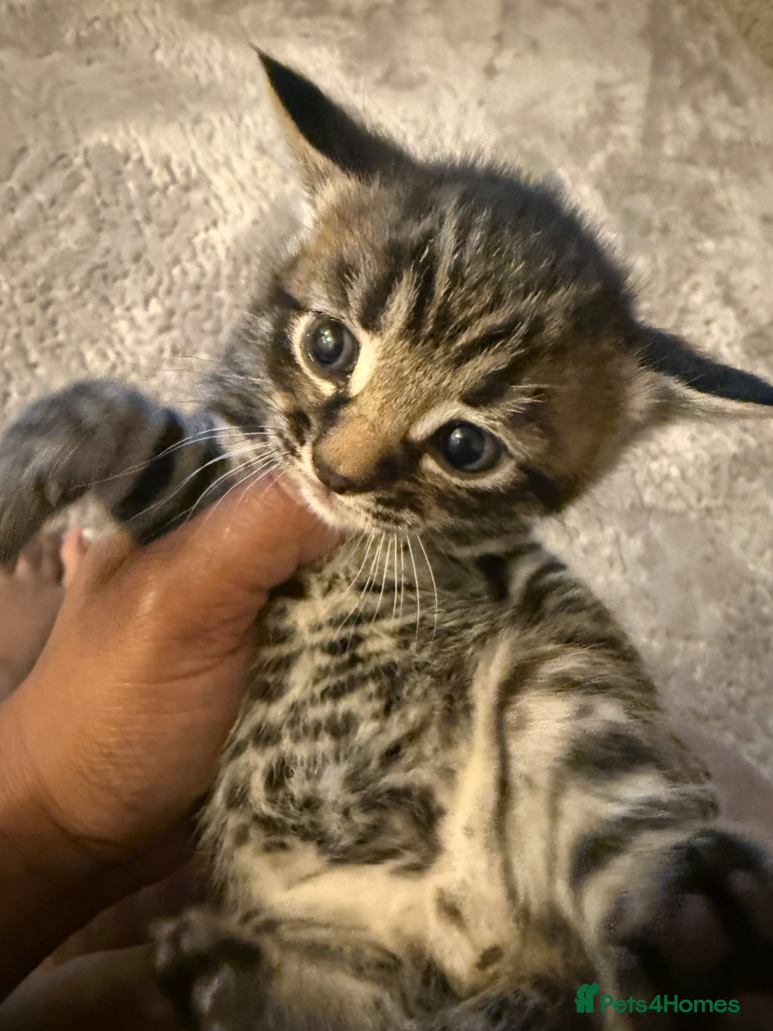 Mixed Breed cats Tiny Paws, Big Love – Meet Your New Best Friend! - Advert 2