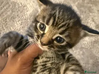 Mixed Breed cats Tiny Paws, Big Love – Meet Your New Best Friend! - Advert 2