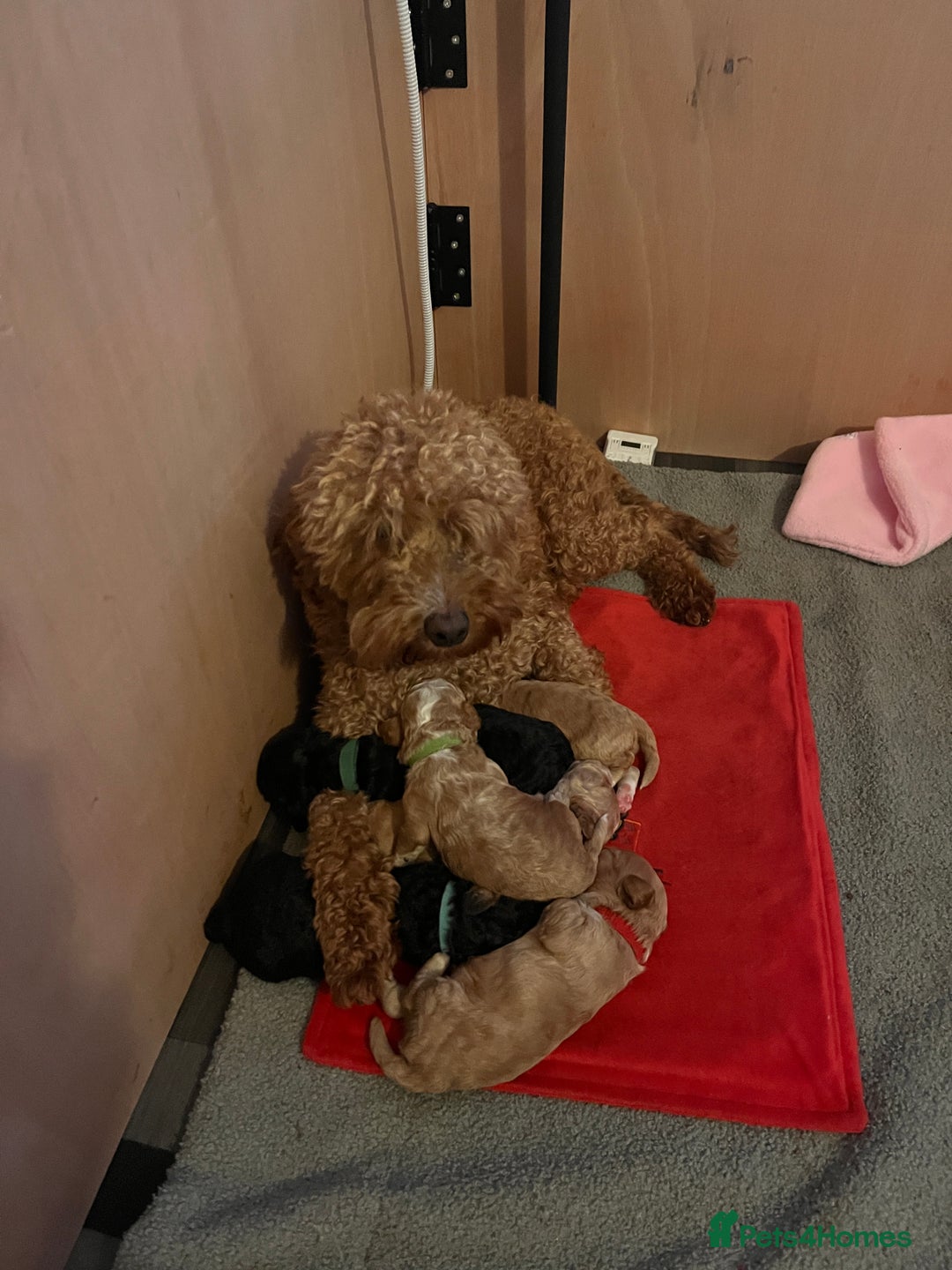 Cockapoo dogs for sale: Adorable F2 Cockapoo Puppies - Advert 9