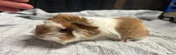 Guinea Pig rodents for sale: beautiful friendly guinea pigs to reserve  - Advert 6