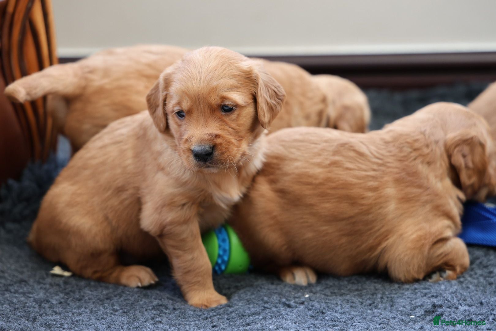 Golden Retriever dogs Dark Red KC Registered Working Golden Retrievers - Advert 9