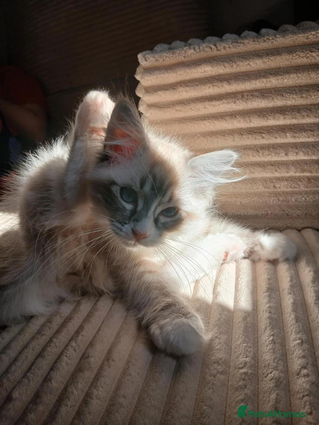 Ragdoll cats for sale: Seal lynx bicolour ragdoll - Advert 4