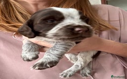 Sprocker dogs for sale: Sprocker Spaniel Pups - Image 7