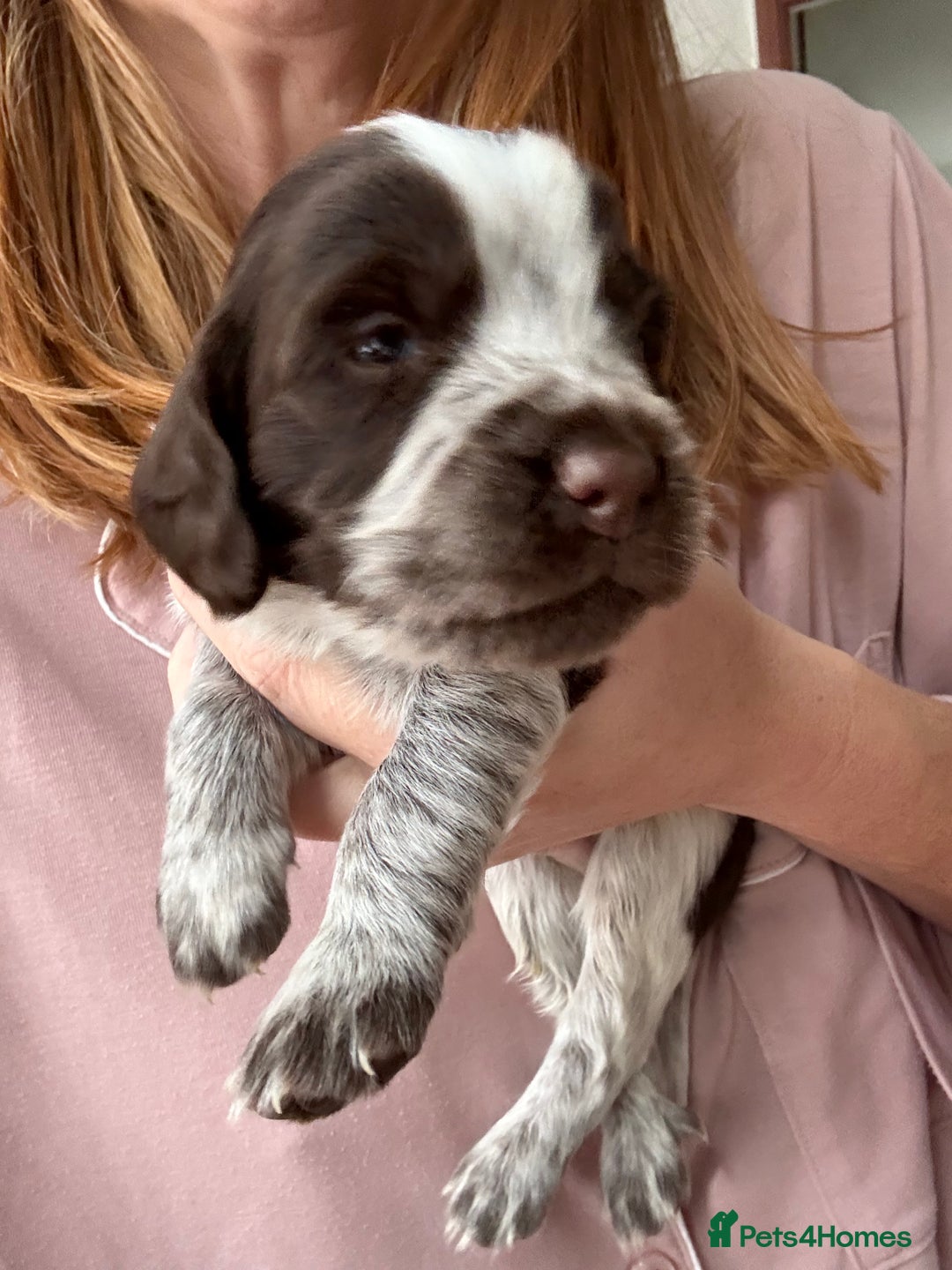 Sprocker dogs for sale: Sprocker Spaniel Pups - Image 7