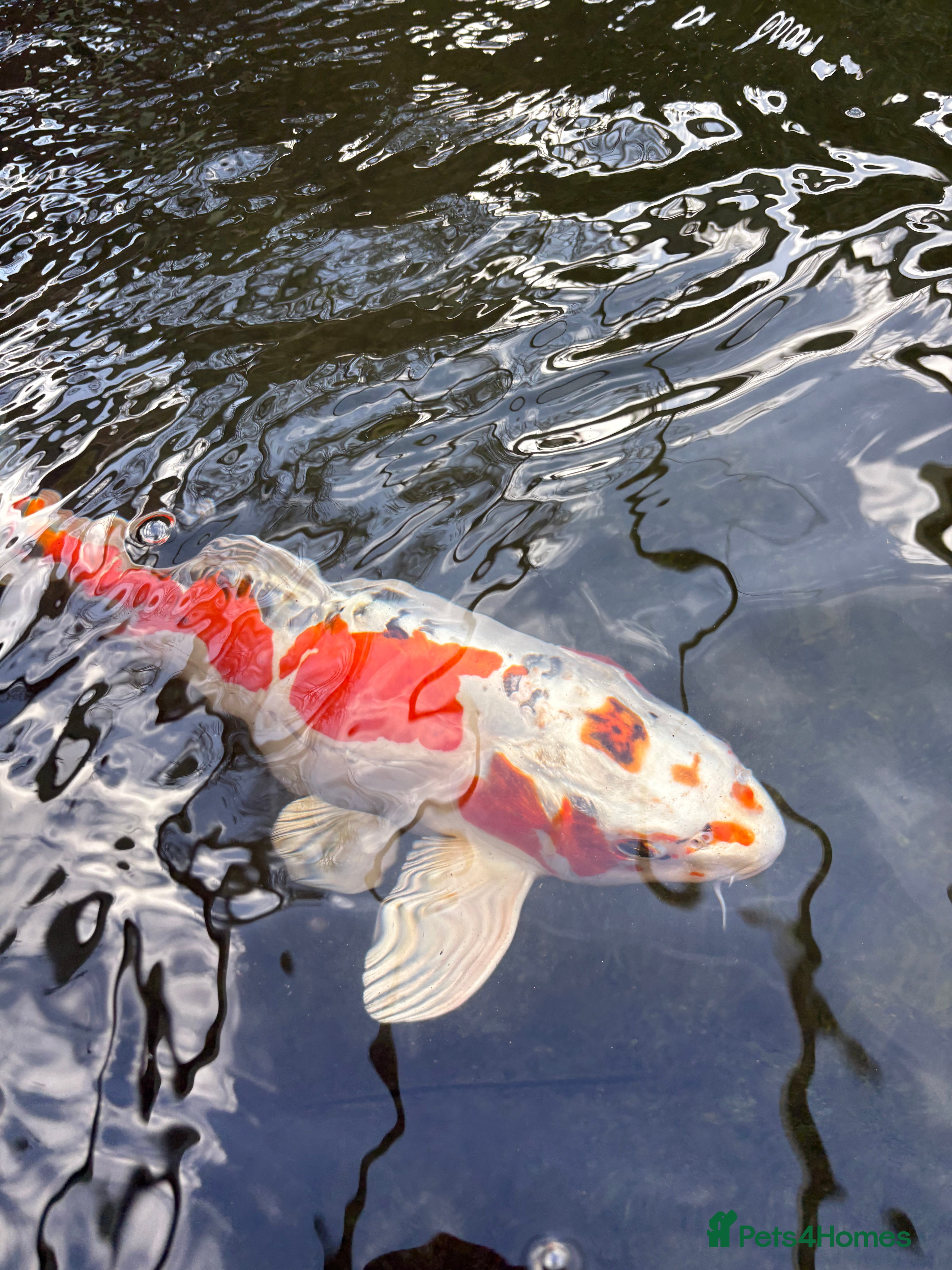 Koi Carp fish Various Koi Carp - Advert 1