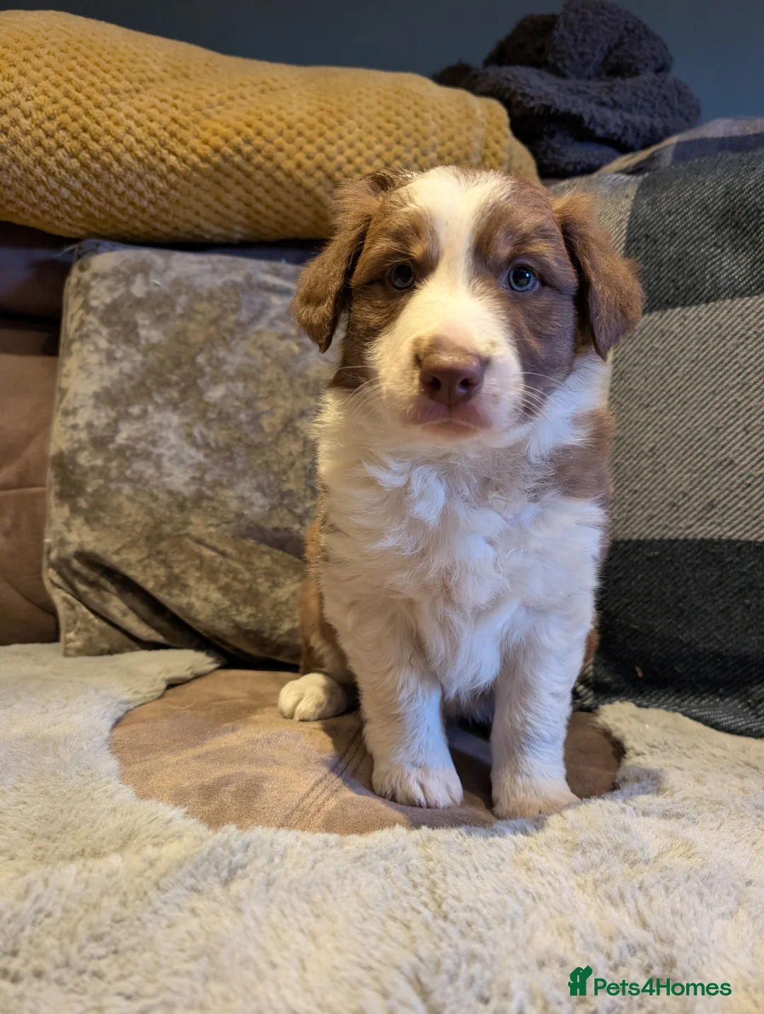 Border Collie dogs for sale: Red white and tri border collie isds dog pup in Talybont - Advert 2