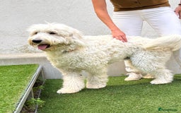 Goldendoodle dogs for sale: Goldendoodles F1, both parents hip scored          - Image 12