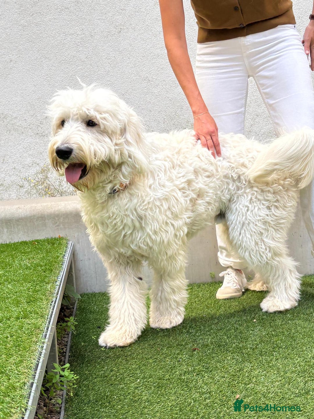 Goldendoodle dogs for sale: Goldendoodles F1, both parents hip scored          - Image 12