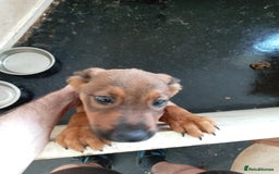 Mixed Breed dogs for sale: 2 rottweiler X German shepherd X staffie 12 weeks - Image 6