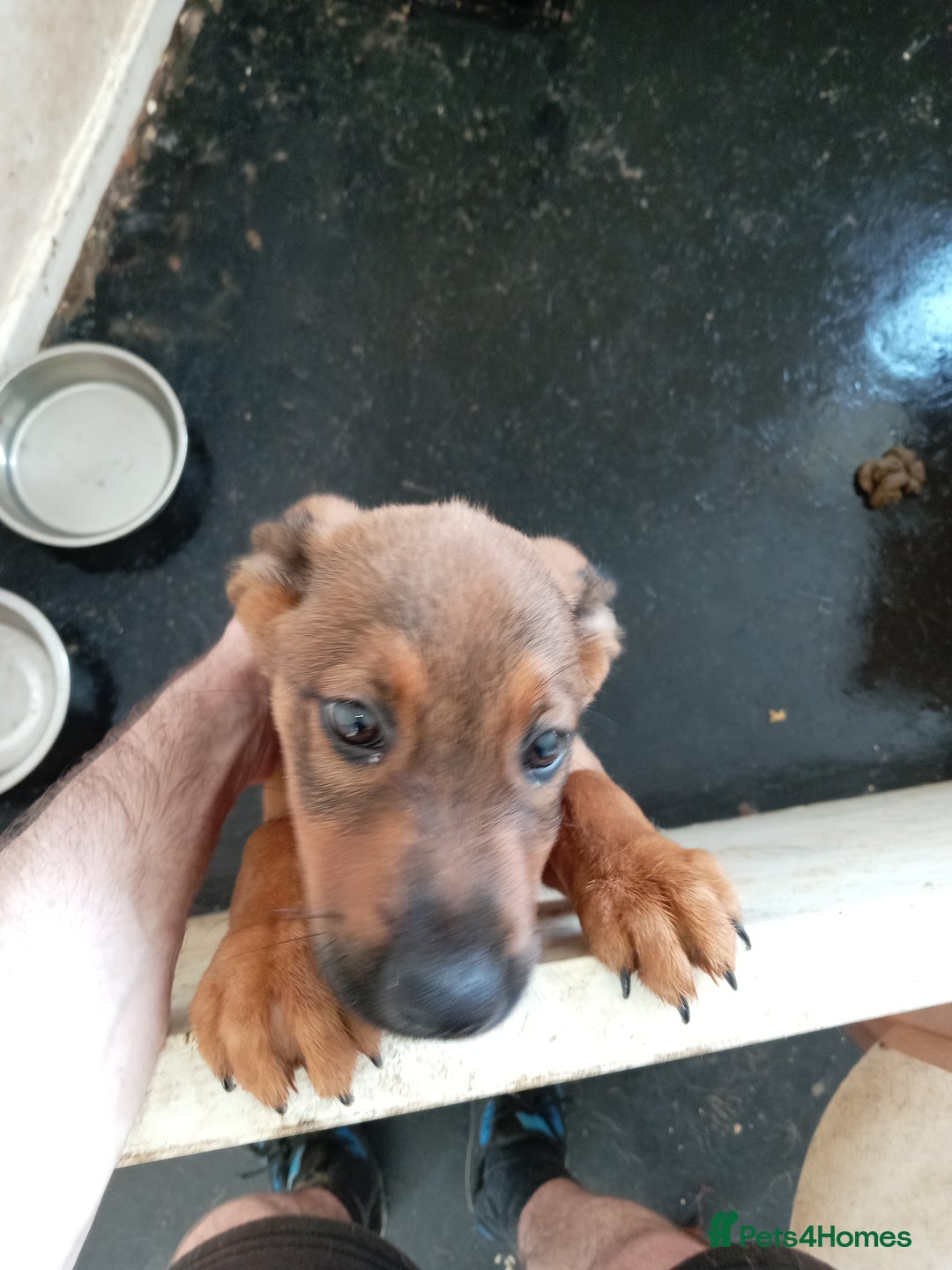Mixed Breed dogs for sale: 2 rottweiler X German shepherd X staffie 12 weeks - Image 6