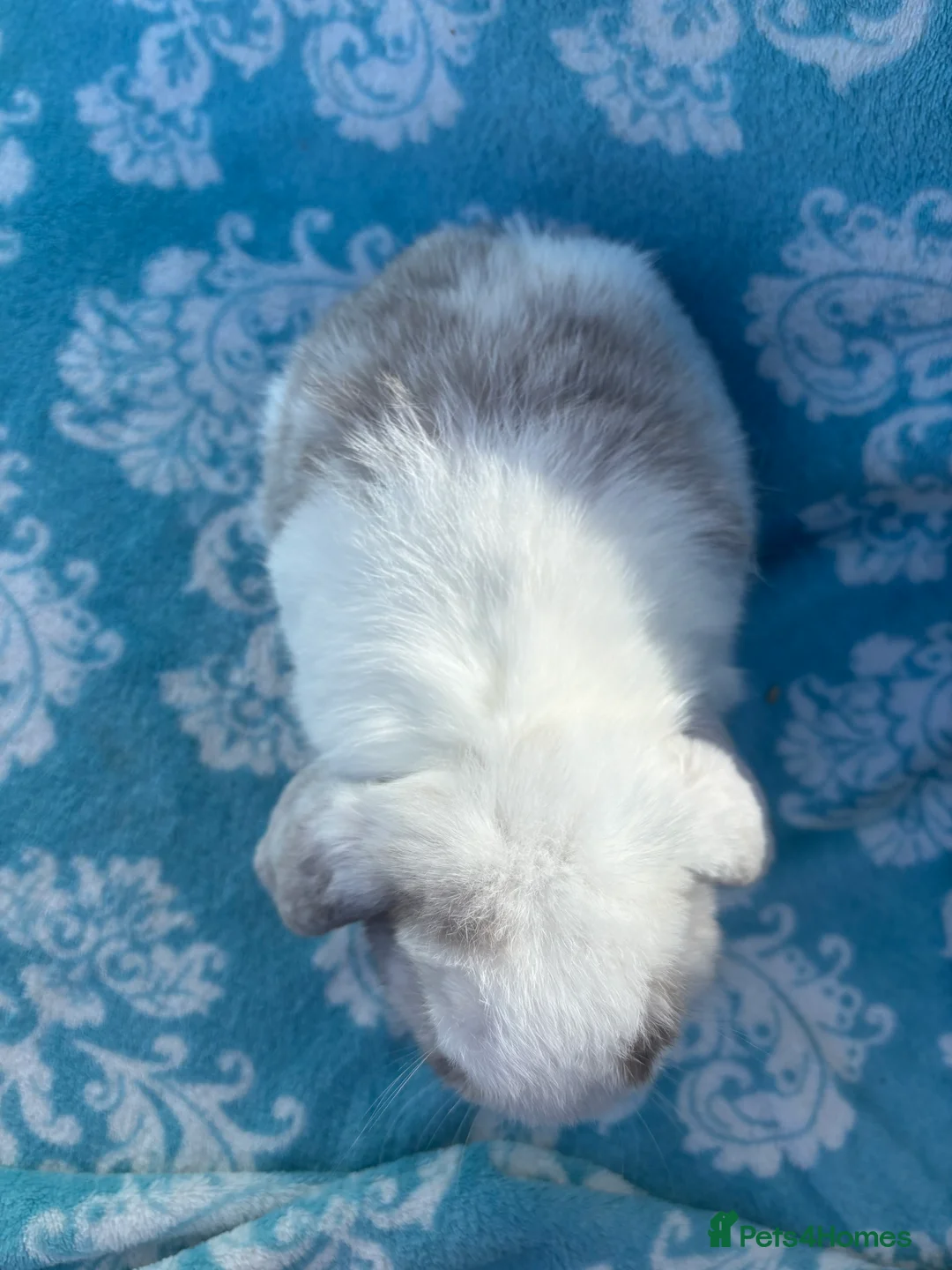 Mini Lop rabbits for sale: Last 2 Pure bred mini lop babies - Advert 12