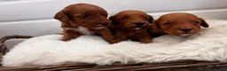Cockapoo dogs for sale: *Hereditary clear Cockapoo Puppies 💜🐶* - Advert 6