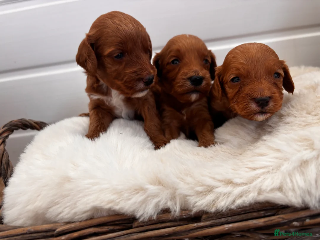 Cockapoo dogs for sale: *Hereditary clear Cockapoo Puppies 💜🐶* - Advert 6