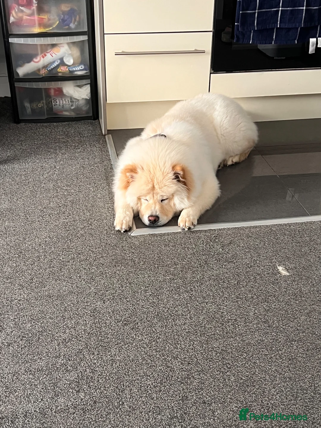 Chow Chow dogs for sale: Chow chow for sale  - Advert 3