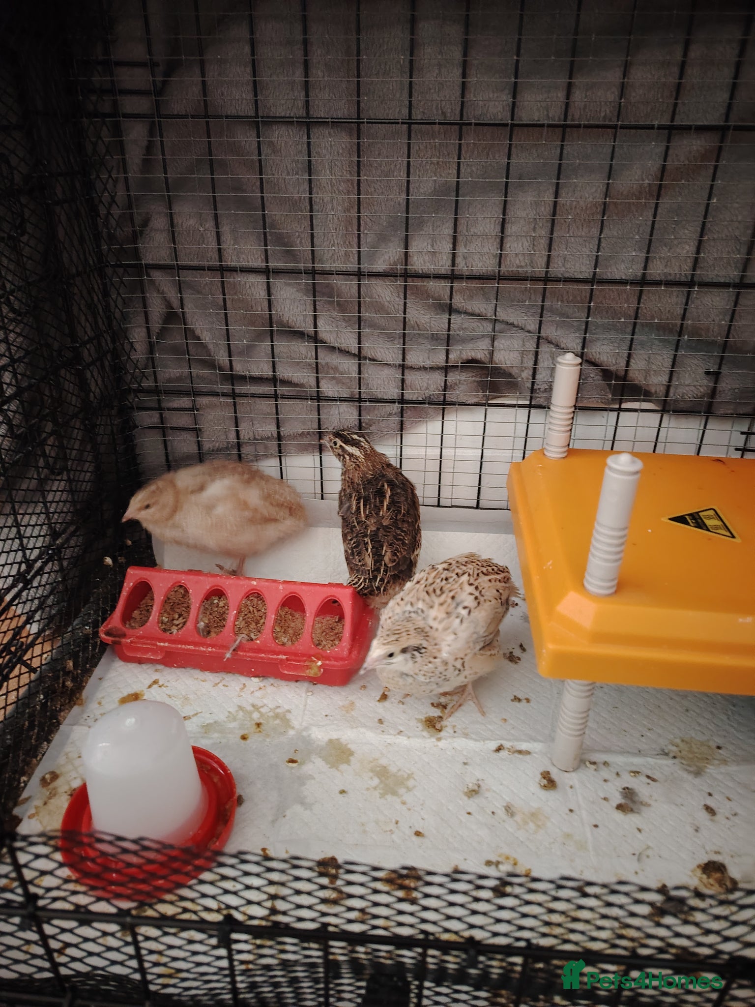 Quail poultry Quails  - Advert 5