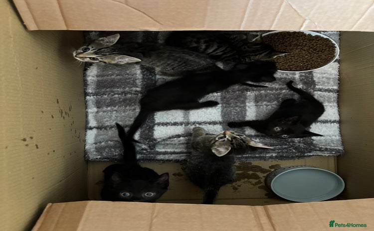 Mixed Breed cats - Advert 2