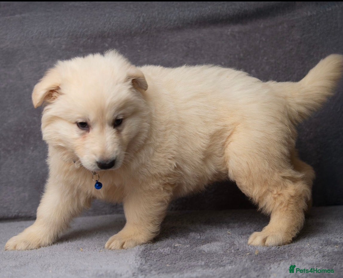 German Shepherd dogs LAST 2 LEFT WHITE GERMAN SHEPHERD PUPPIES FOR SALE - Advert 1