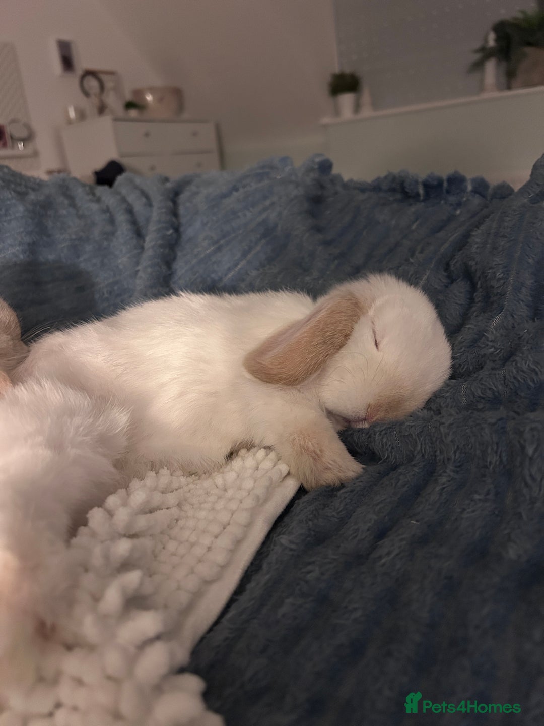 Mini Lop rabbits for sale: Mini Lop Bunny - Mickey - Image 5