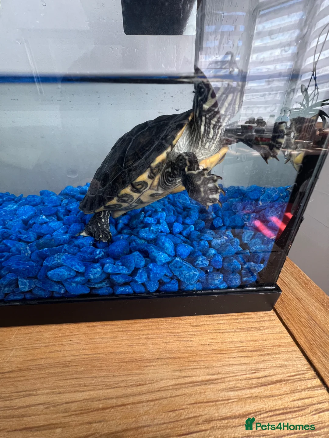 Turtle reptiles for sale: Adorable turtle  in Romford - Advert 2