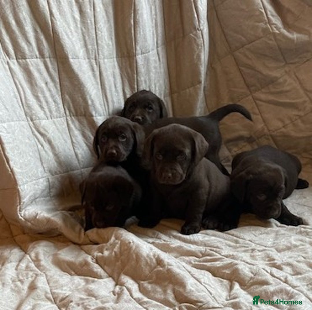 Labrador Retriever dogs for sale: CHOCOLATE LABRADOR PUPPIES - Advert 6