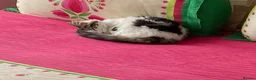 Mixed Breed cats for sale: Sushi and kiki in Birmingham - Advert 1