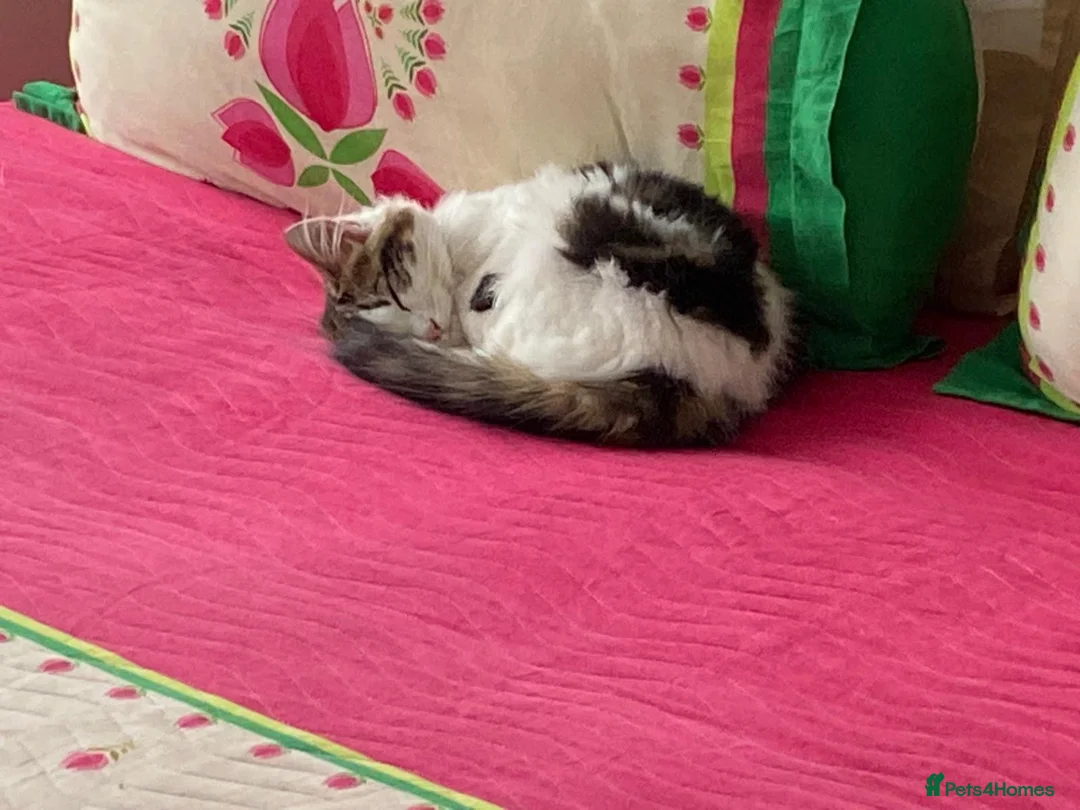Mixed Breed cats for sale: Sushi and kiki in Birmingham - Advert 1
