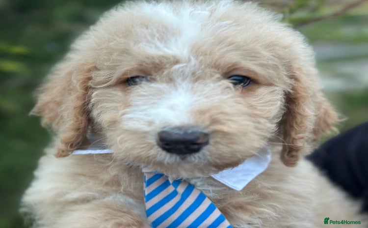 Mixed Breed dogs F1B SAINTBERNADODLE BRAMLEY BOY  NOVA B/W GIRL - Advert 10