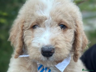 Mixed Breed dogs F1B SAINTBERNADODLE BRAMLEY BOY NOVA B/W GIRL - Advert 18