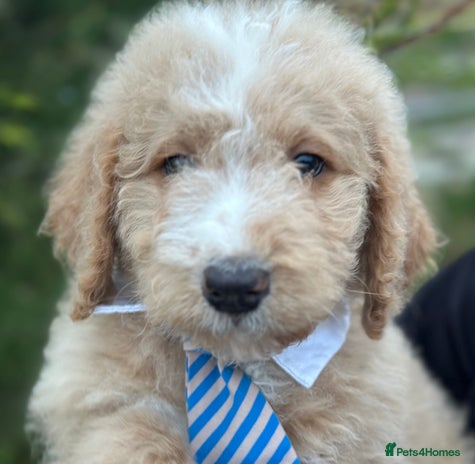 Mixed Breed dogs F1B SAINTBERNADODLE BRAMLEY BOY NOVA B/W GIRL - Advert 10