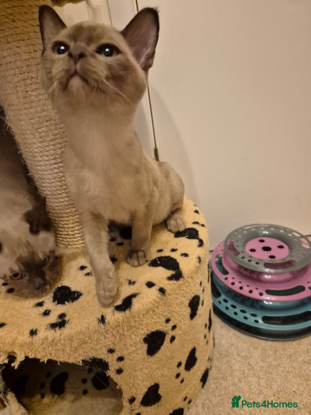 Burmese cats for sale: Pedigree Burmese Kittens - Advert 12