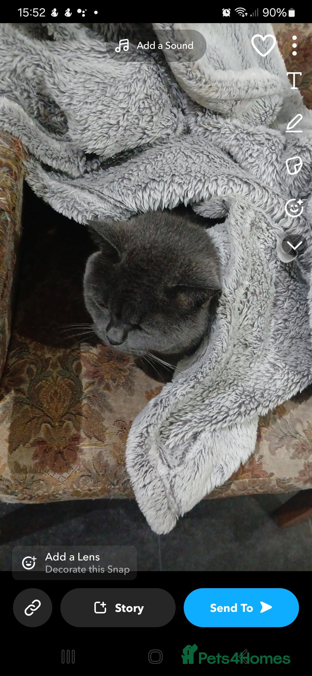 British Shorthair cats for sale: Loving cat for sale - Image 2