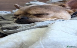 French Bulldog dogs for sale: All Male French’s Bulldog litter - Image 10