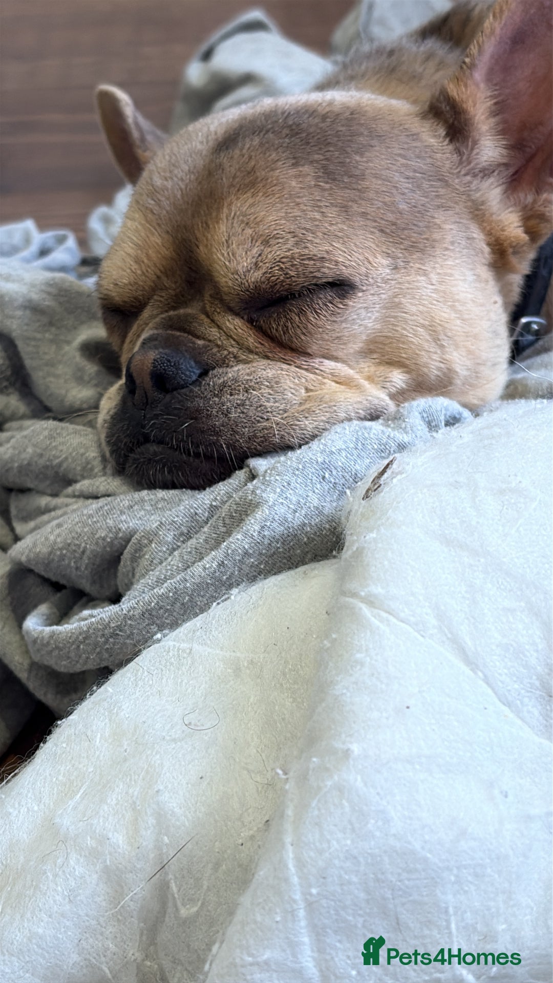 French Bulldog dogs for sale: All Male French’s Bulldog litter - Image 10