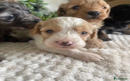 Cavapoo dogs for sale: STUNNING DNA TESTED CAVAPOOS - Image 4