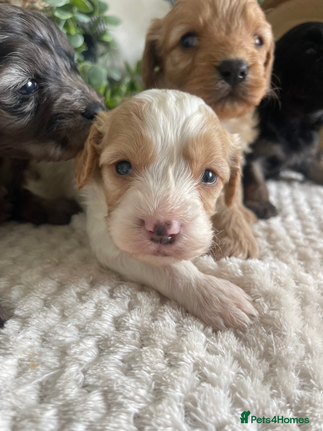 Cavapoo dogs for sale: STUNNING DNA TESTED CAVAPOOS - Image 4