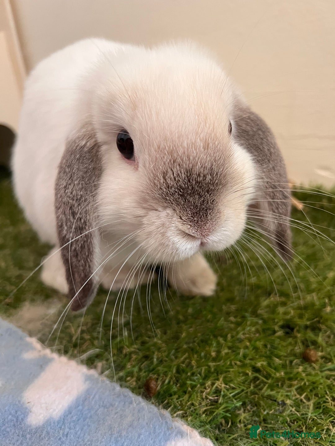 Mixed Breed rabbits for sale: Bonded pair of rabbits - Advert 4