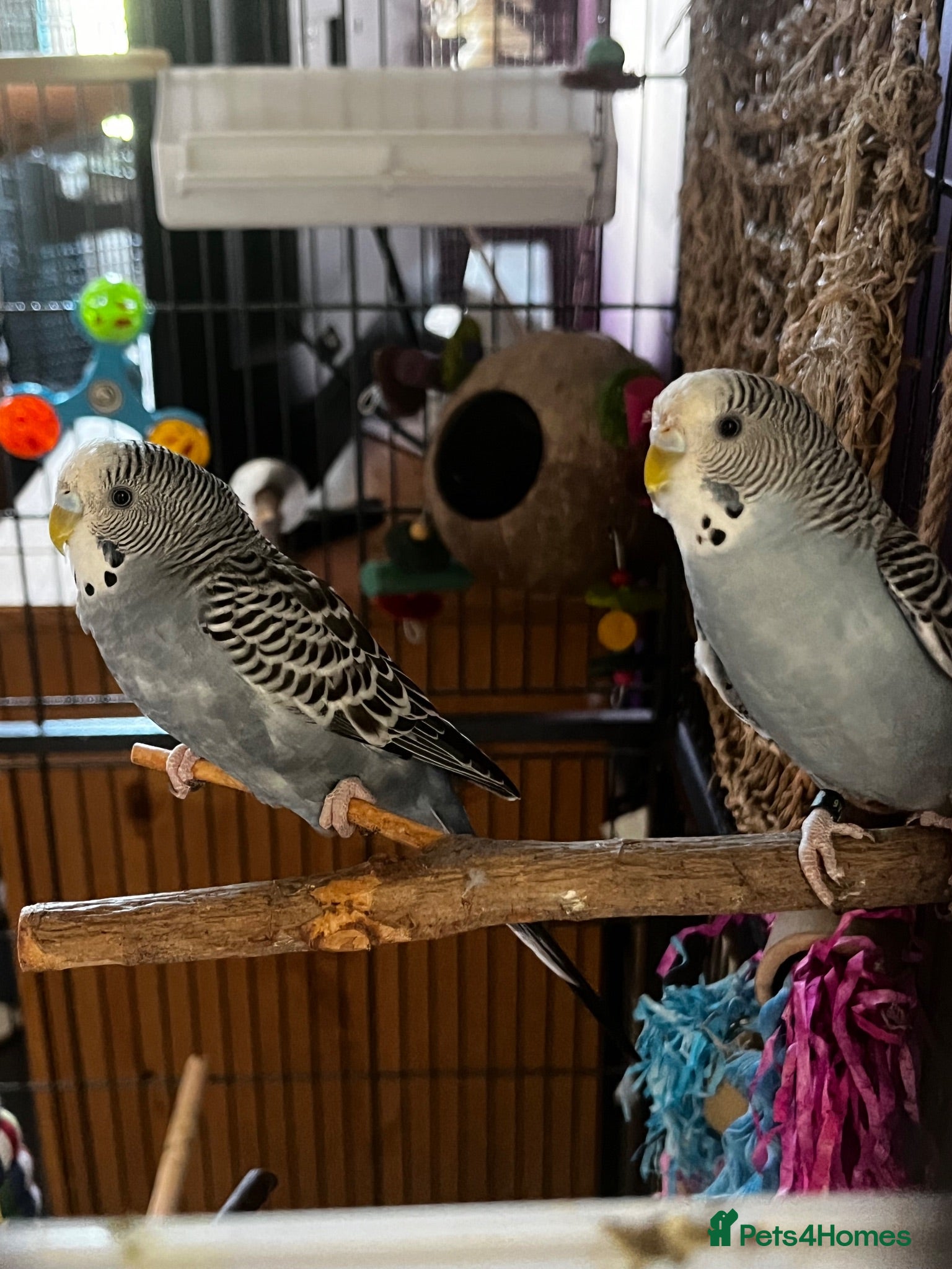 Budgerigars birds two budgies  - Advert 1